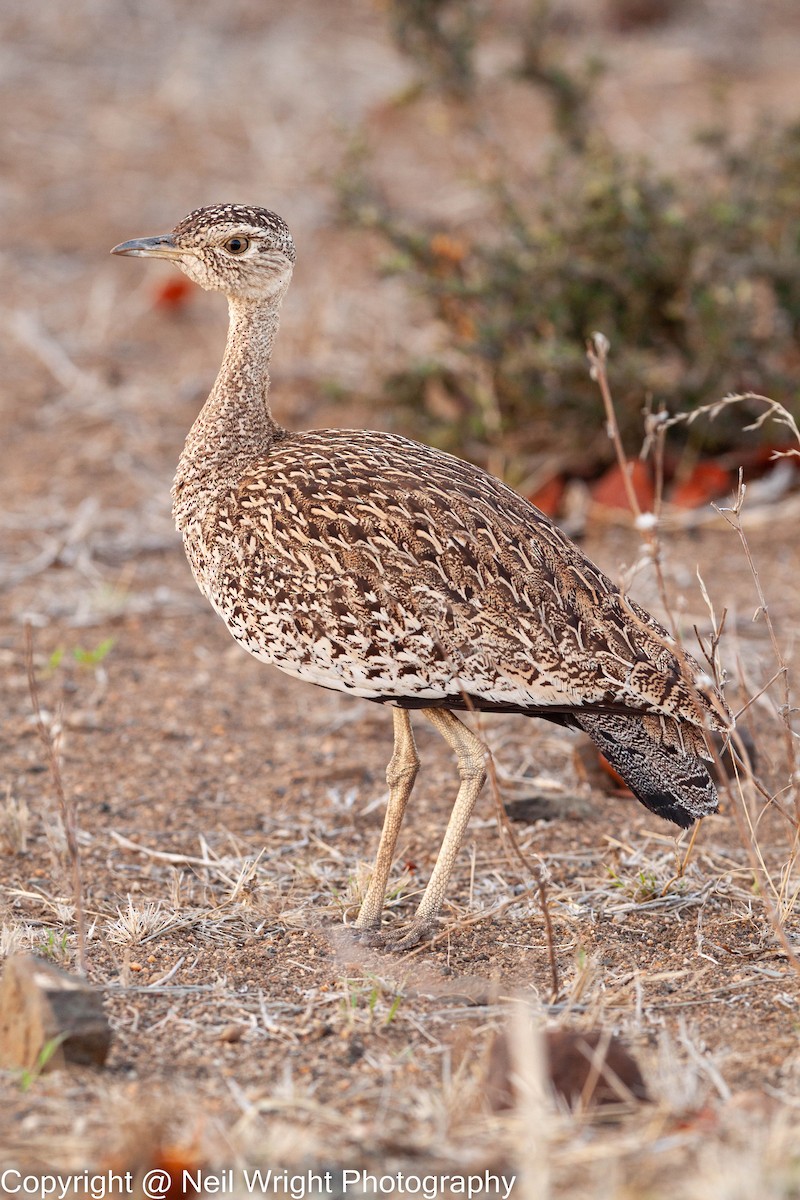 Red-crested Bustard - ML616767302