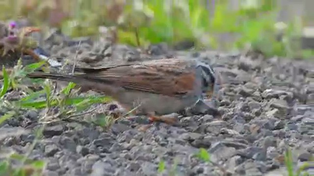 Striolated Bunting - ML616767323