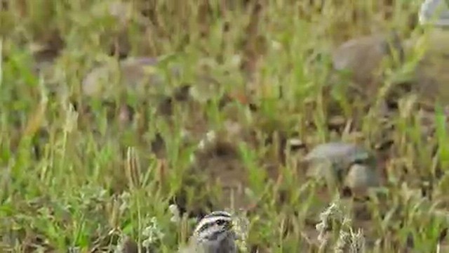 Striolated Bunting - ML616767324
