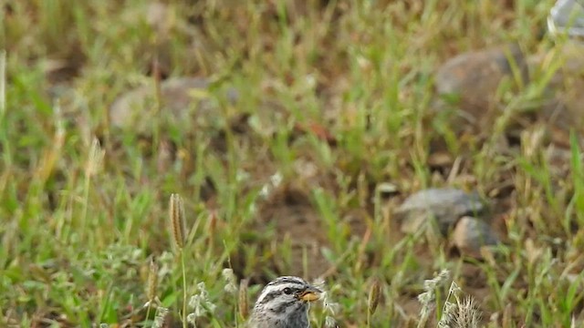 Striolated Bunting - ML616767325