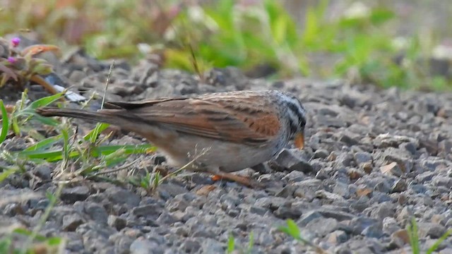 Striolated Bunting - ML616767328