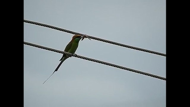 Asian Green Bee-eater - ML616767349