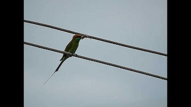Asian Green Bee-eater - ML616767350