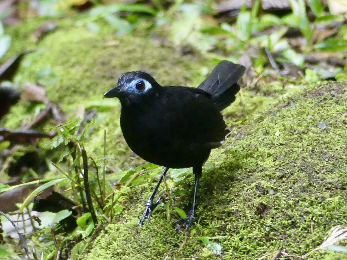 Zeledon's Antbird - Octave Pajot