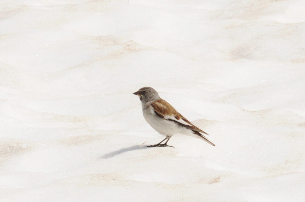 White-winged Snowfinch - Johannes Pfleiderer