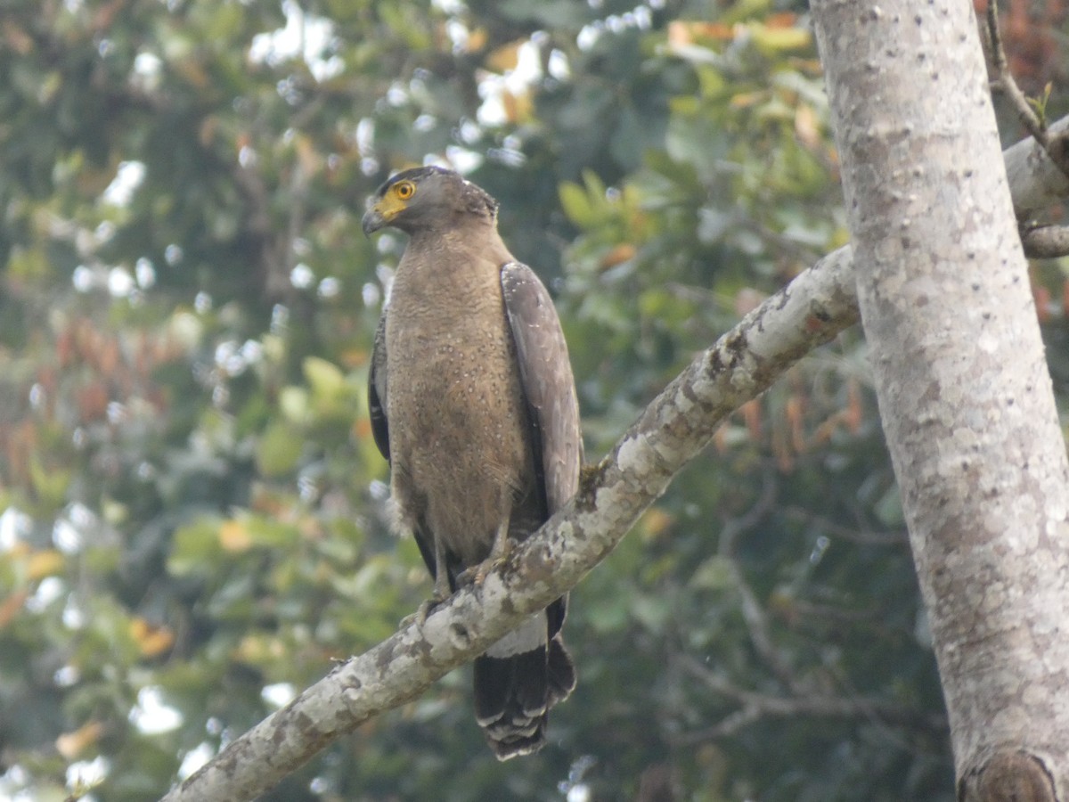 Crested Serpent-Eagle - ML616767494