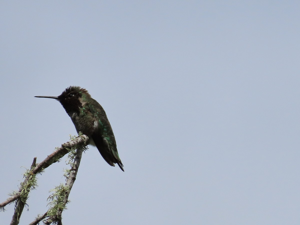 Anna's Hummingbird - ML616767497