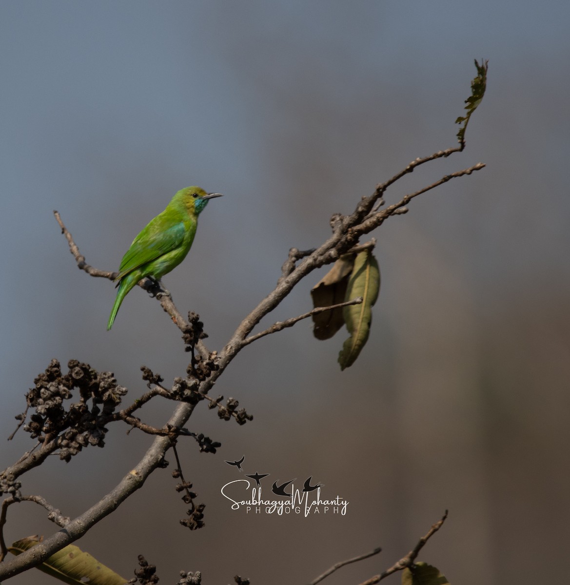 Golden-fronted Leafbird - Soubhagya Mohanty