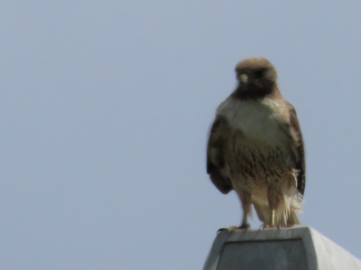 Red-tailed Hawk - ML616767536