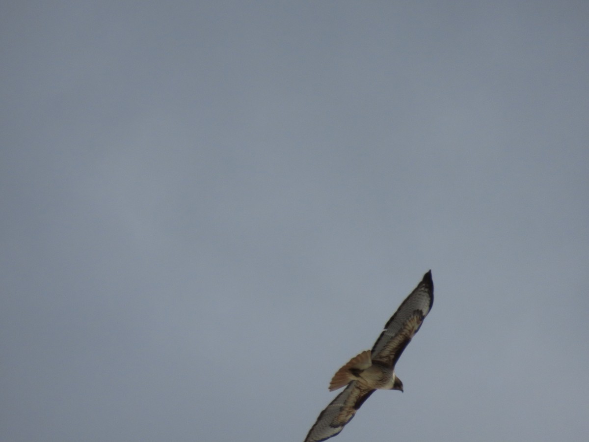 Red-tailed Hawk - ML616767543