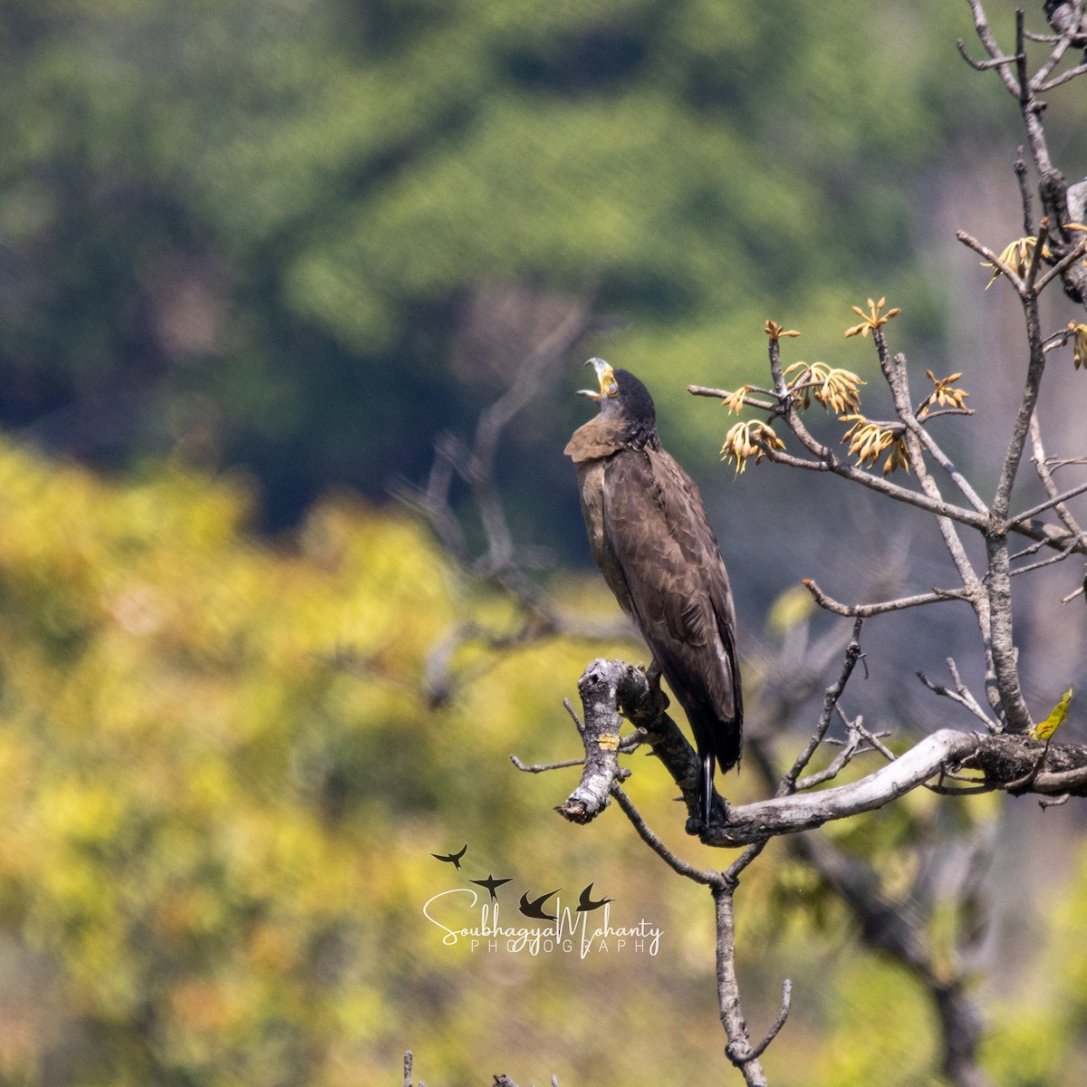 Crested Serpent-Eagle - Soubhagya Mohanty