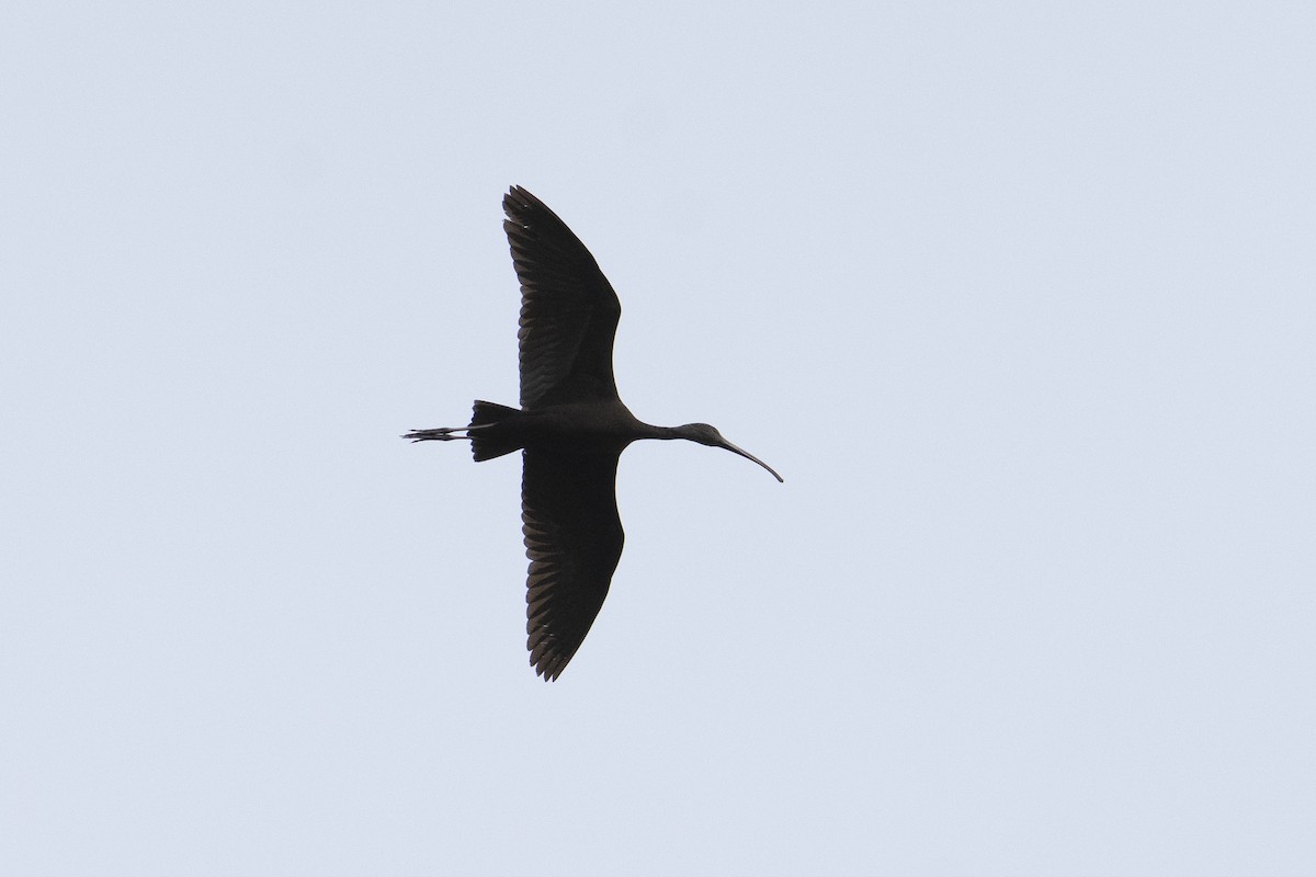 ibis hnědý - ML616767569