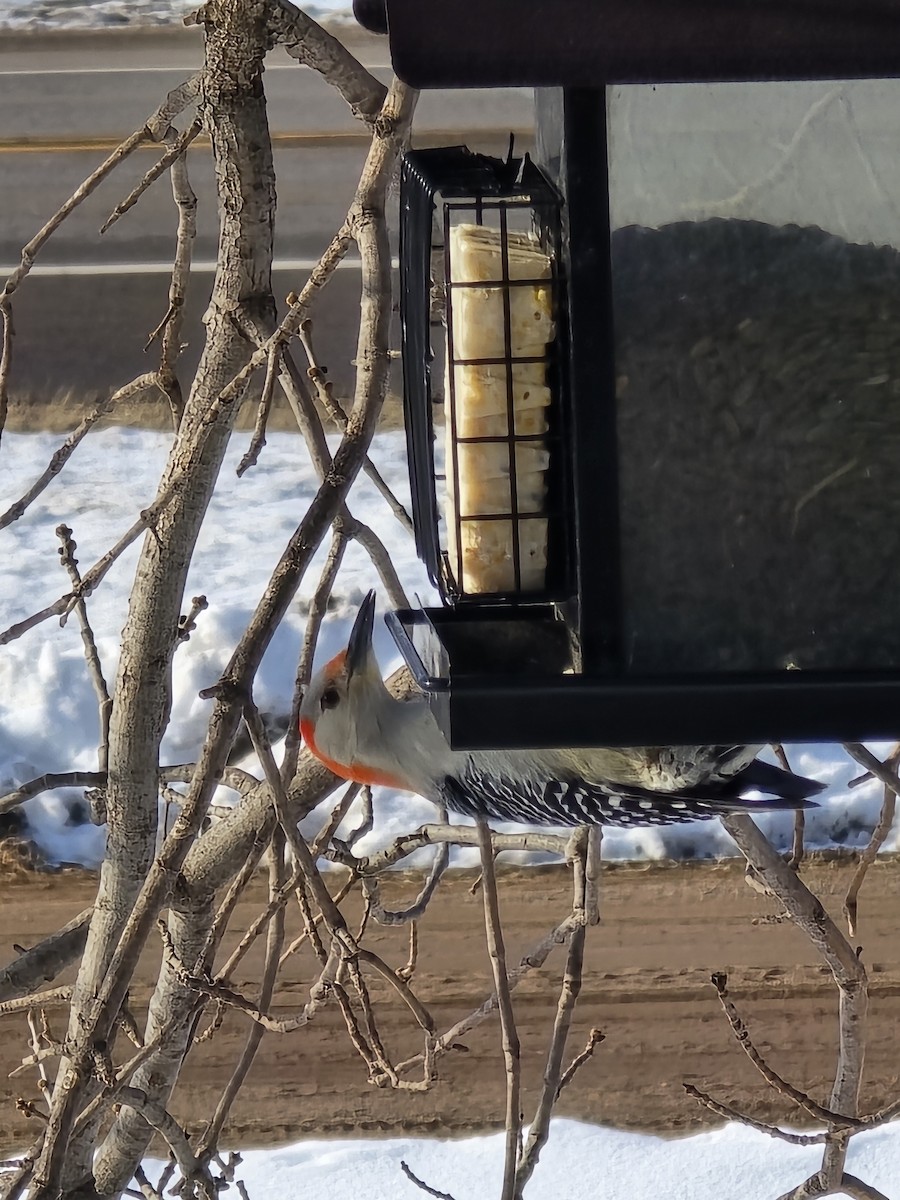 Red-bellied Woodpecker - ML616767753