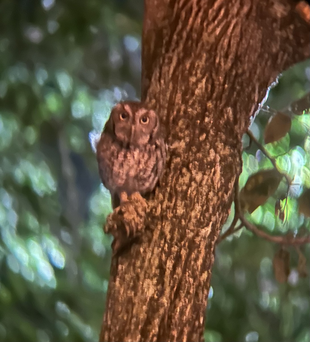Eastern Screech-Owl - Adit Nehra