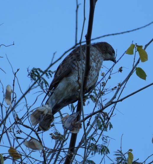 Broad-winged Hawk (Caribbean) - ML616768069