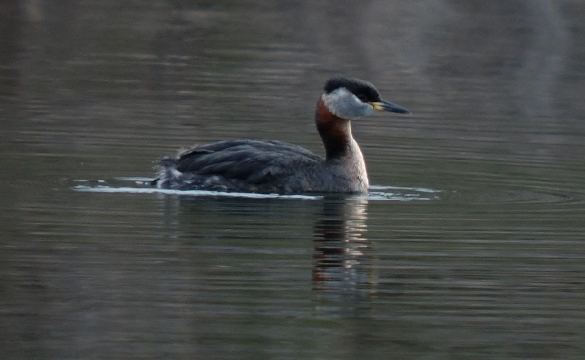 Red-necked Grebe - ML616768086