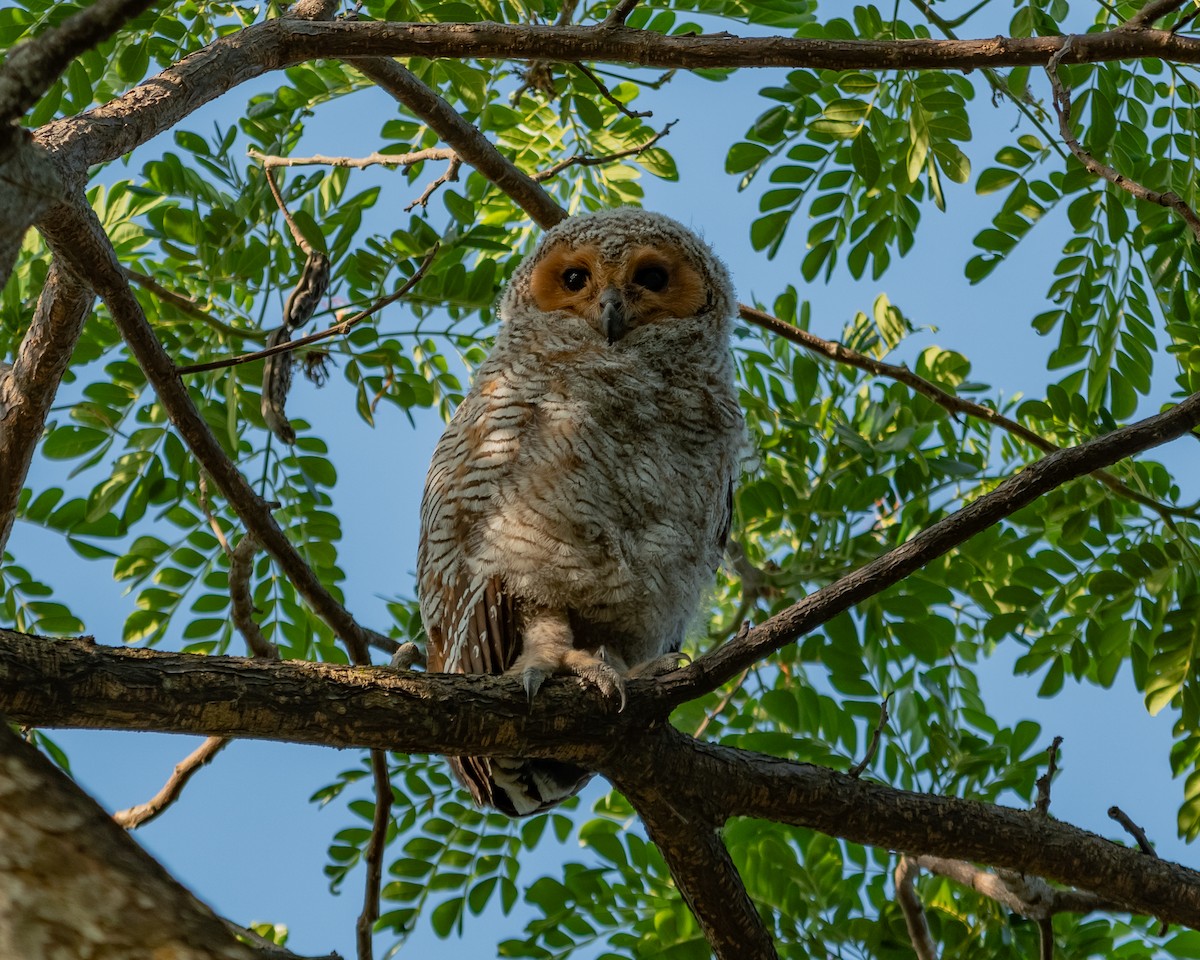 Spotted Wood-Owl - ML616768292