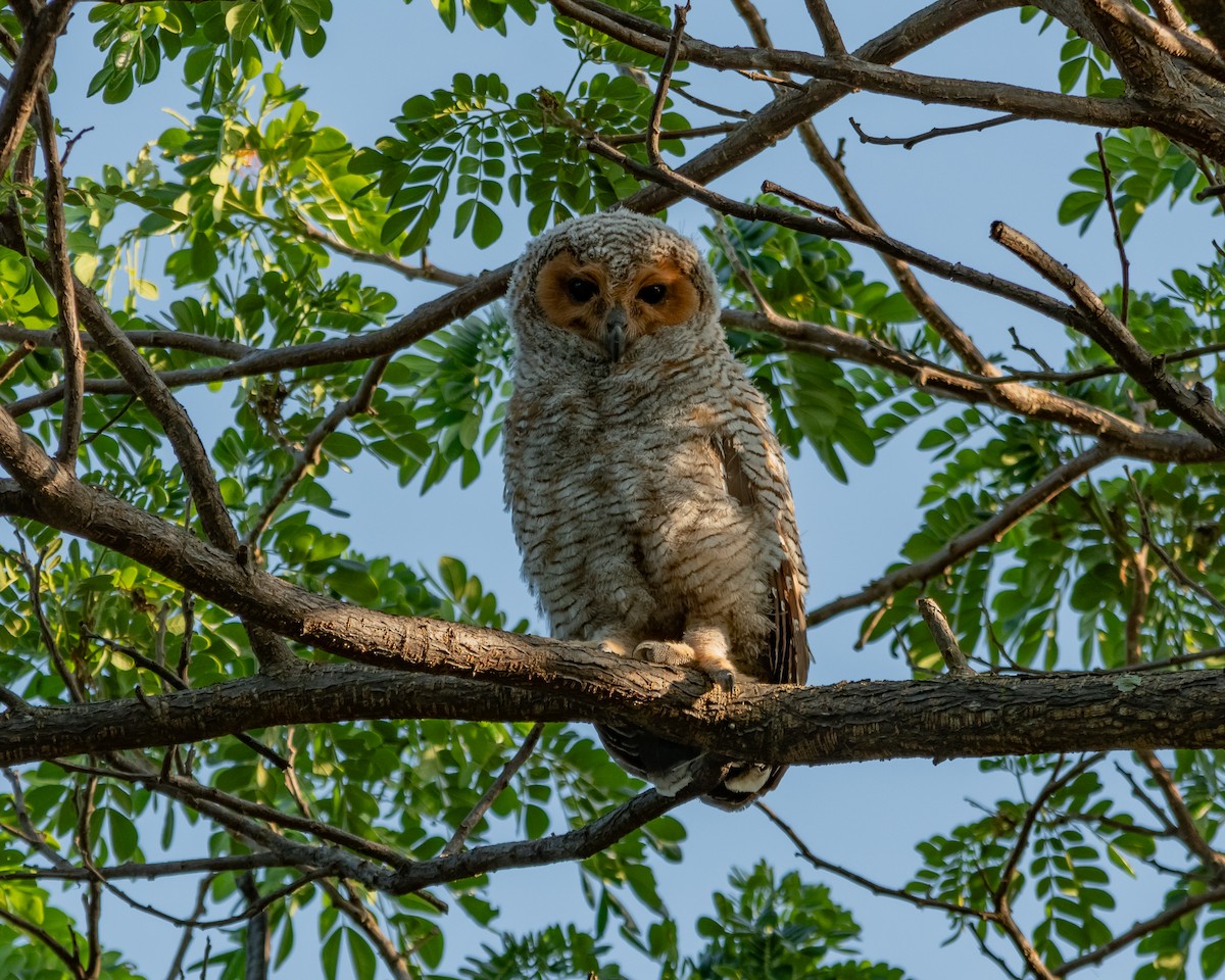 Spotted Wood-Owl - Yan Ze Ng