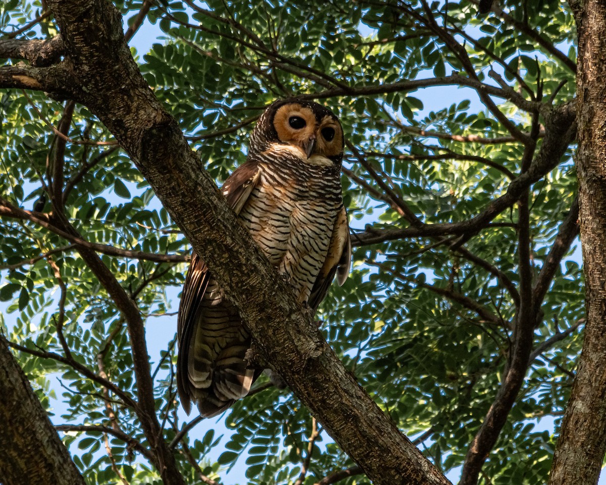 Spotted Wood-Owl - ML616768294