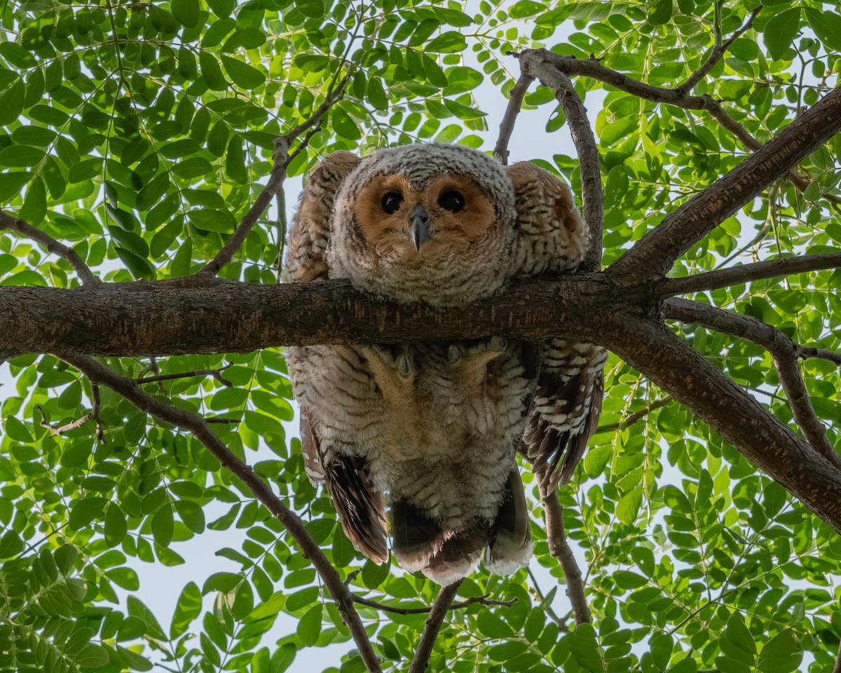 Spotted Wood-Owl - Yan Ze Ng