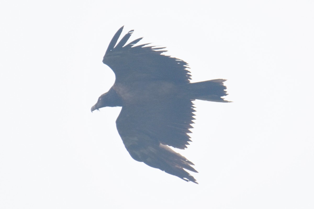 Bearded Vulture - ML616768320