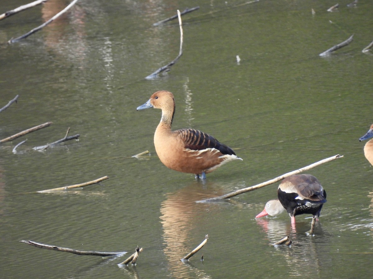 Fulvous Whistling-Duck - ML616768453