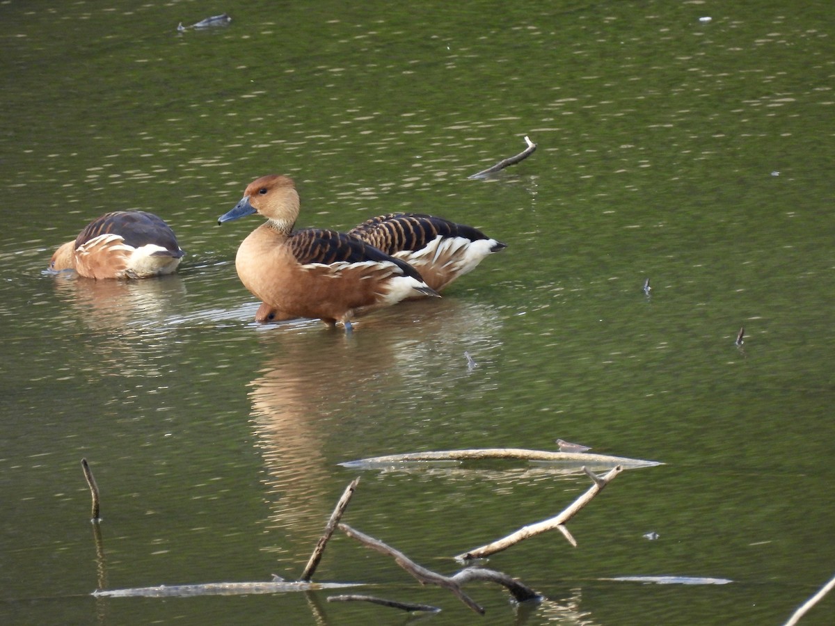 Fulvous Whistling-Duck - ML616768454