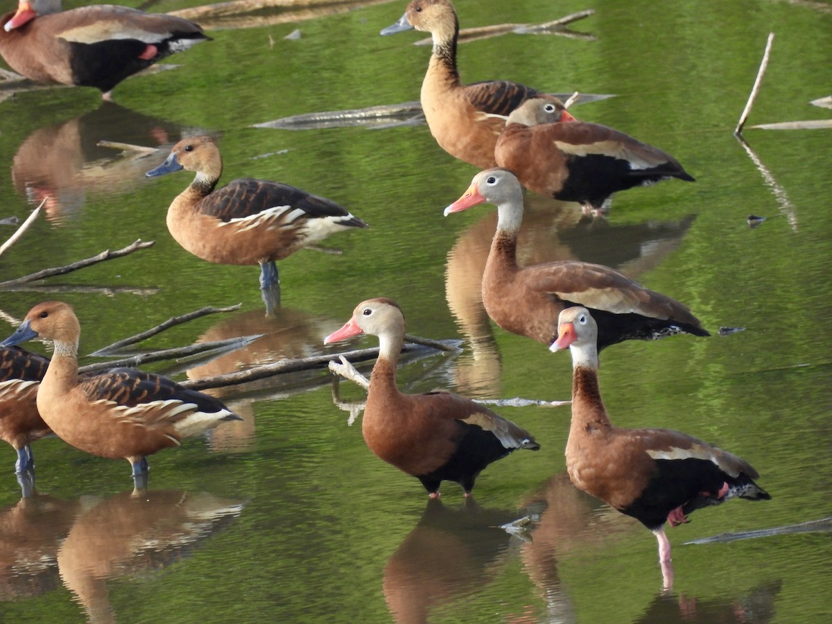 Fulvous Whistling-Duck - ML616768456