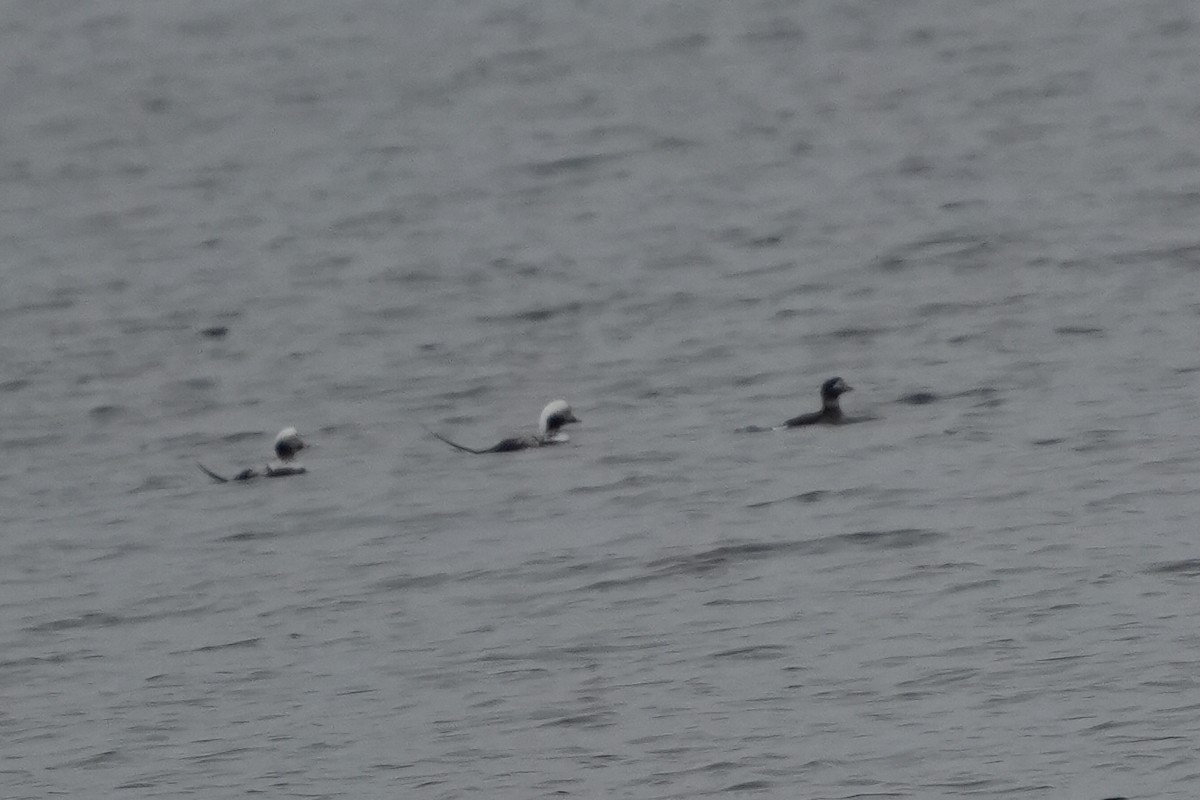 Long-tailed Duck - ML616768510