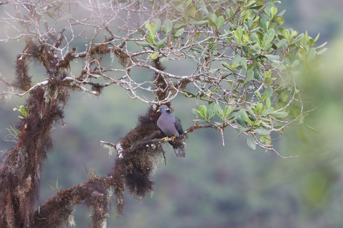 Band-tailed Pigeon (White-necked) - ML616768570