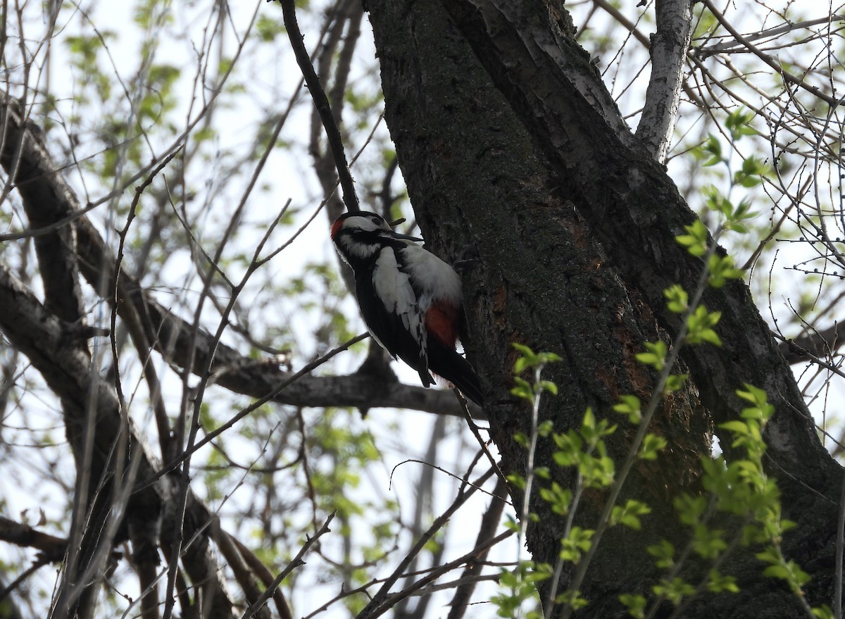 White-winged Woodpecker - ML616768615