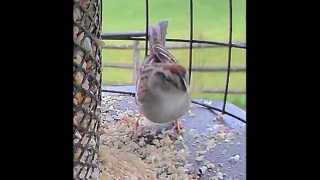 Chipping Sparrow - ML616768652