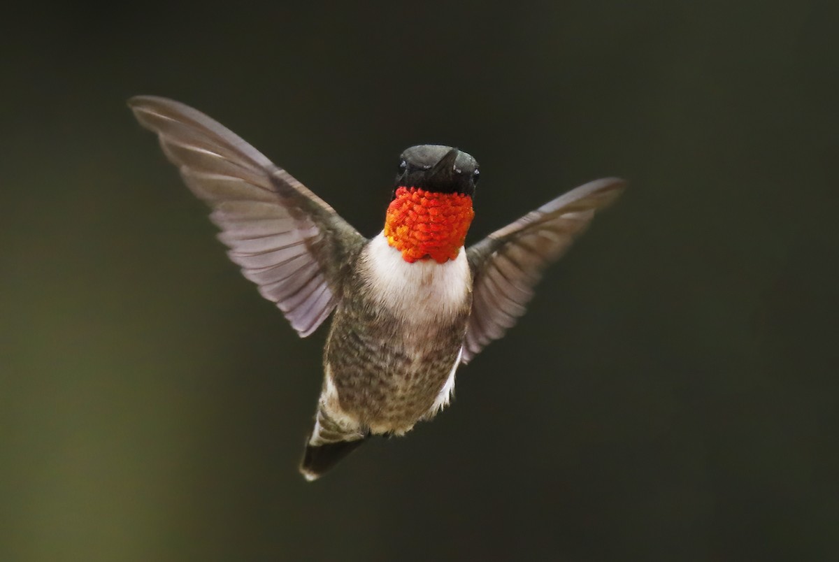 Ruby-throated Hummingbird - ML616768689
