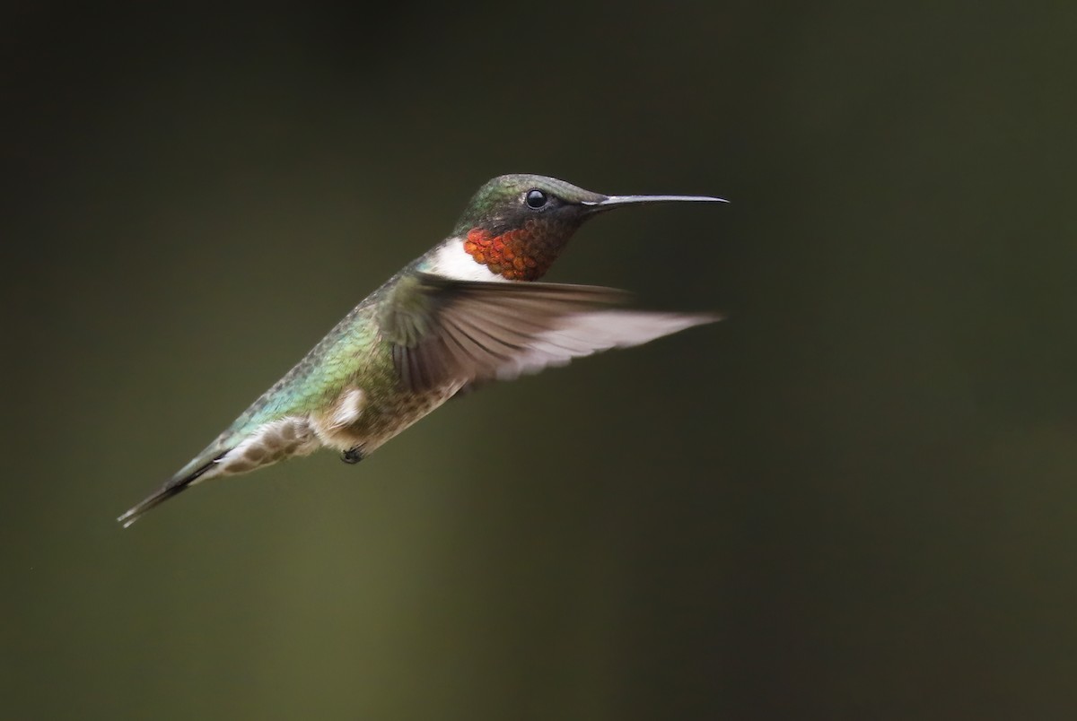 Ruby-throated Hummingbird - Laura Keene