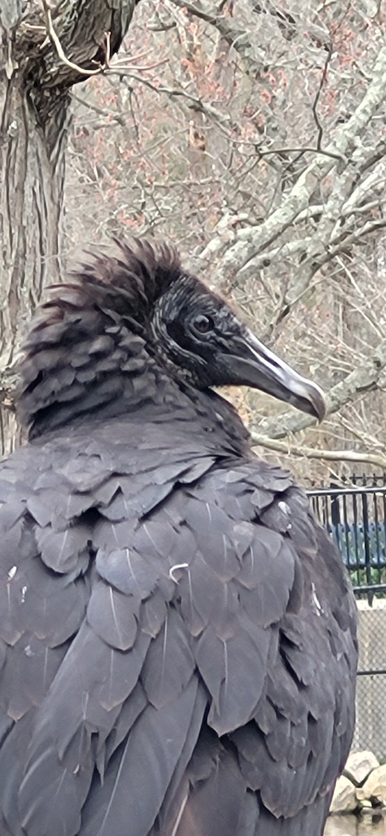 Black Vulture - ML616768784