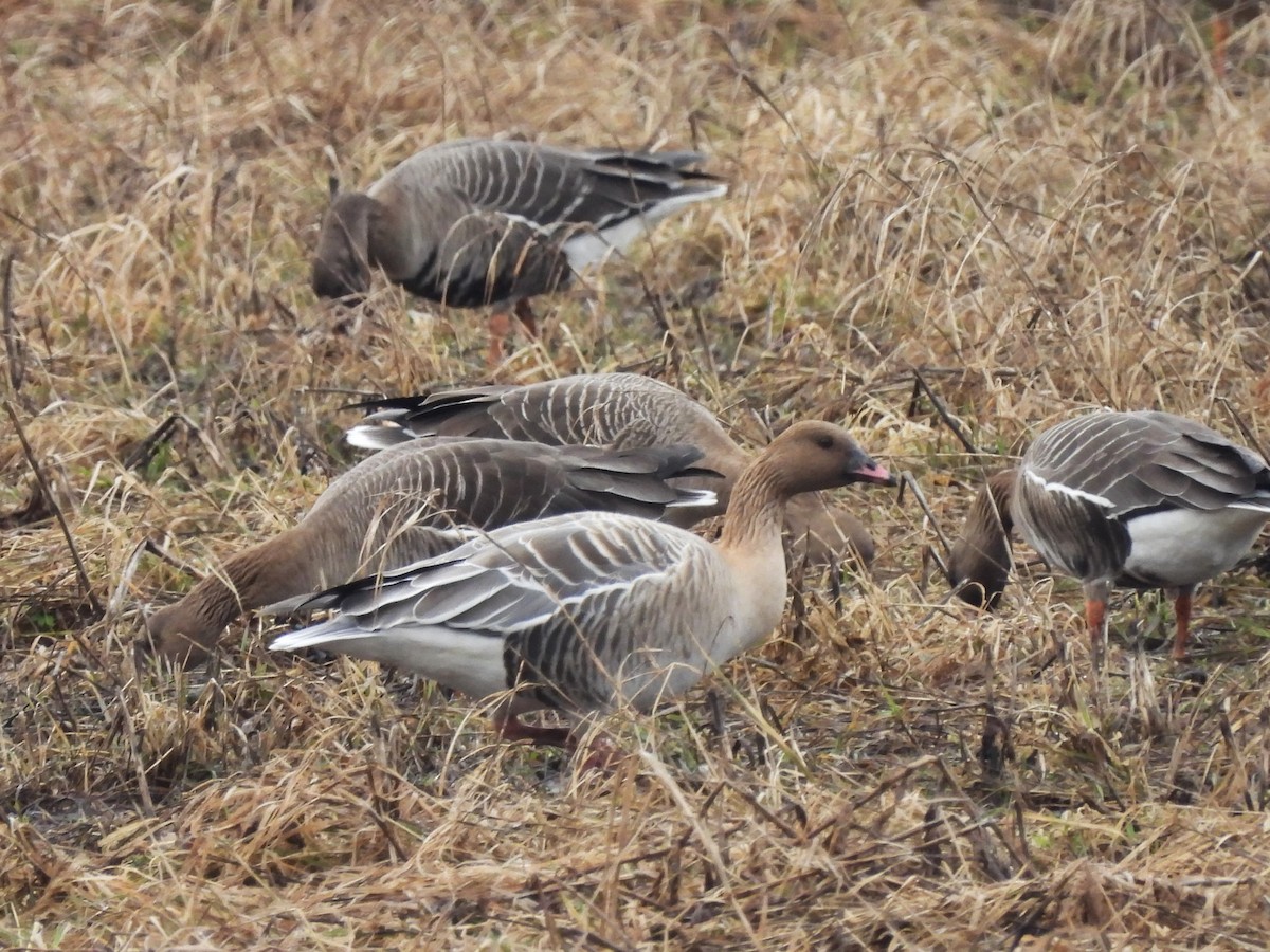 Pink-footed Goose - ML616768787