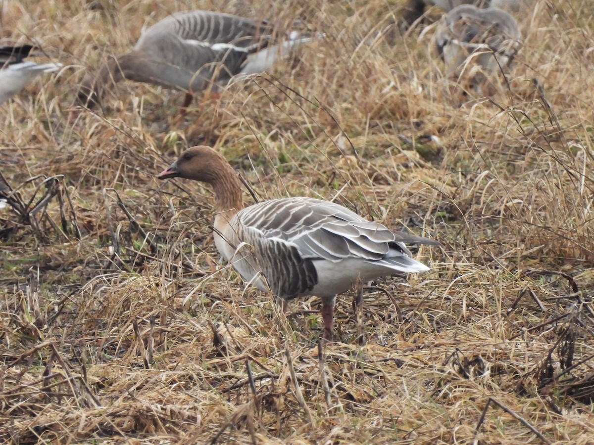 Pink-footed Goose - ML616768788