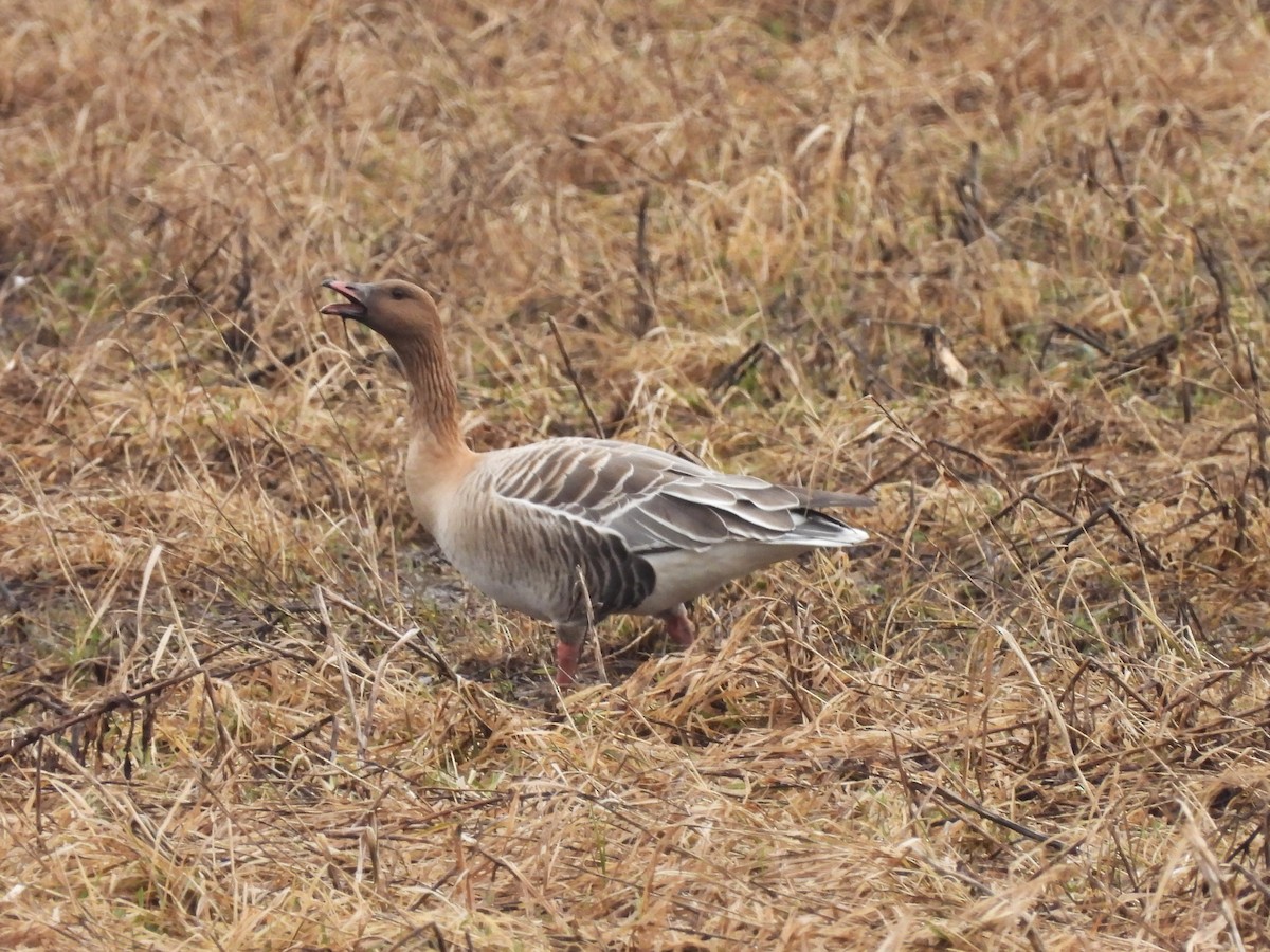 Pink-footed Goose - ML616768789