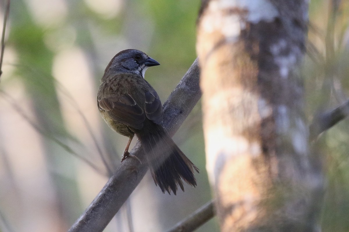 Zapata Sparrow - ML616768801