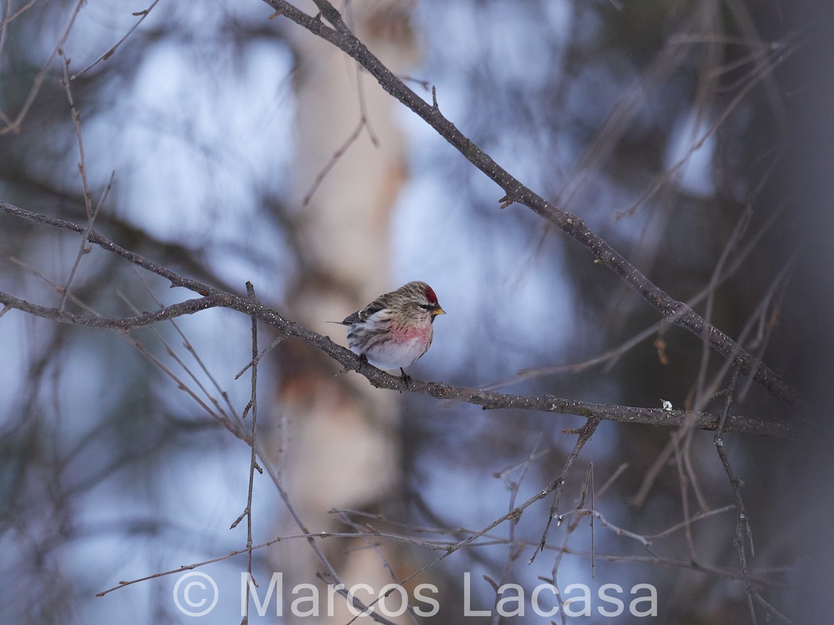 Common Redpoll - Marcos Lacasa