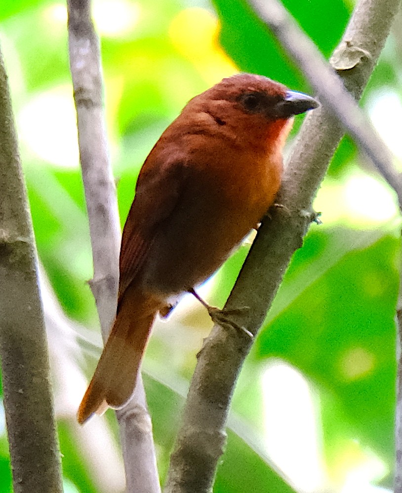Red-crowned Ant-Tanager - ML616768988