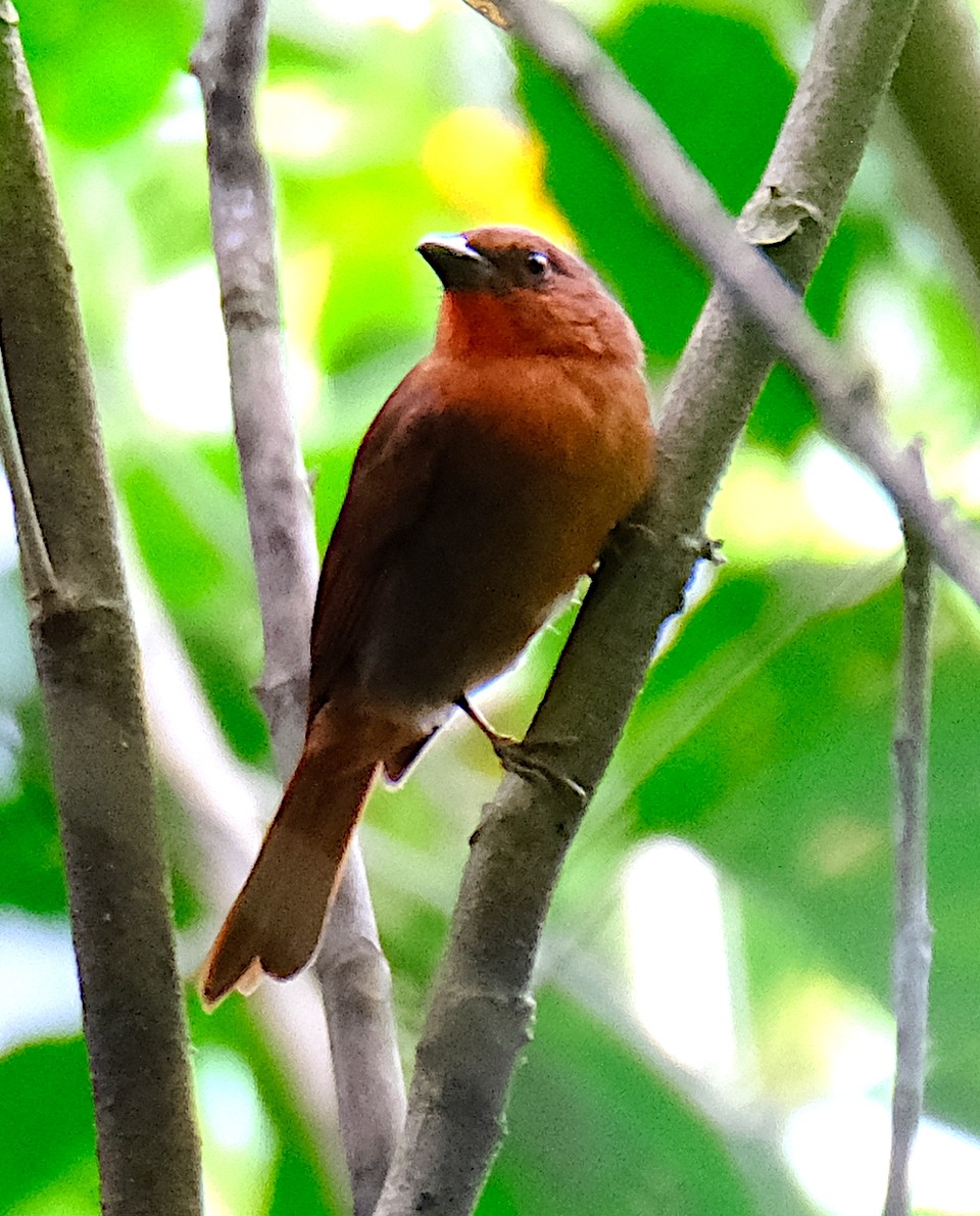 Red-crowned Ant-Tanager - ML616768989