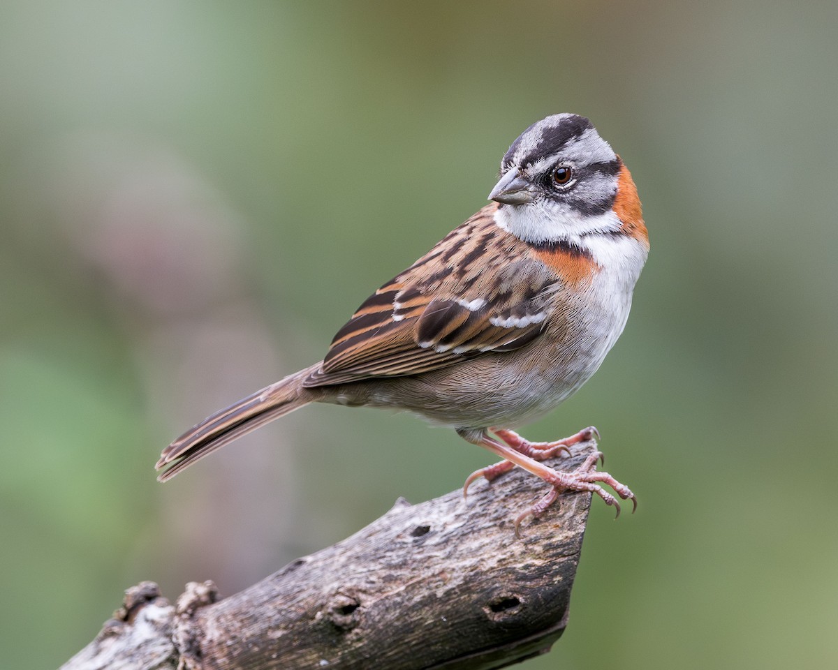 Rufous-collared Sparrow (Rufous-collared) - ML616769110