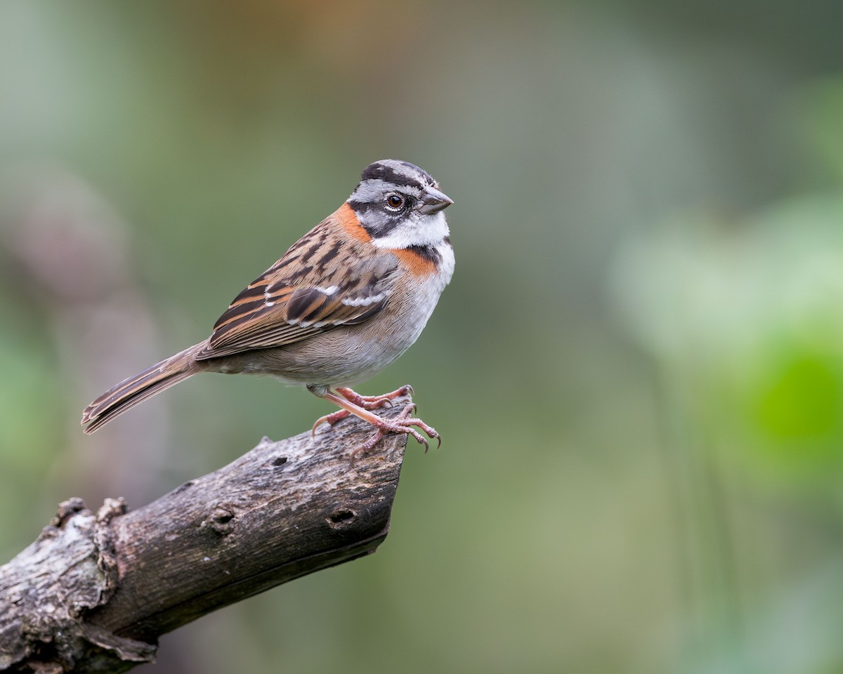 Rufous-collared Sparrow (Rufous-collared) - ML616769111