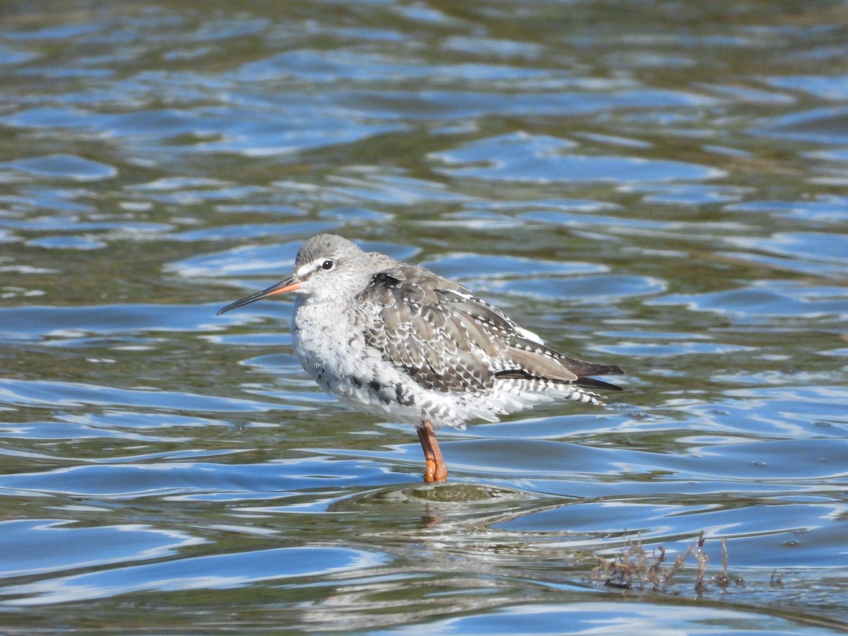 Spotted Redshank - ML616769259