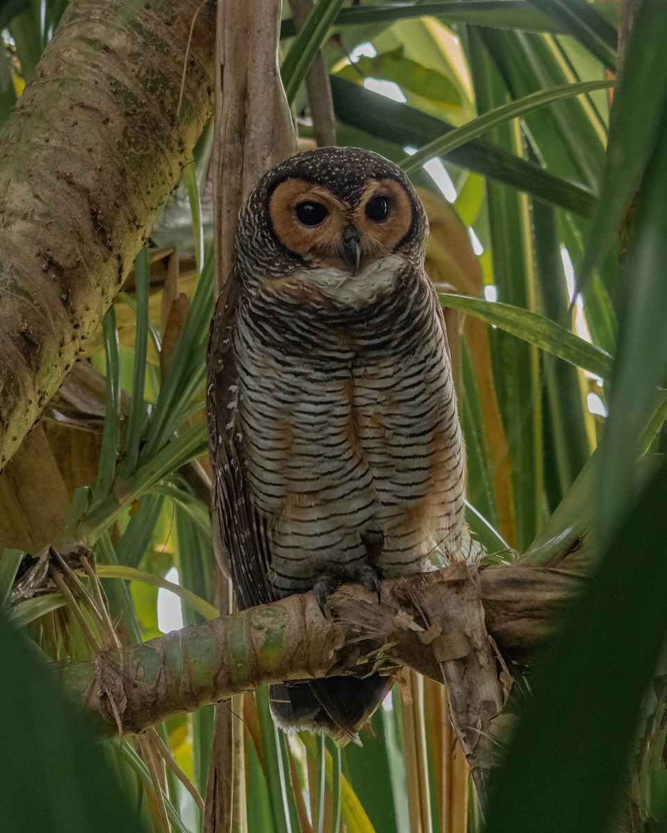 Spotted Wood-Owl - ML616769339