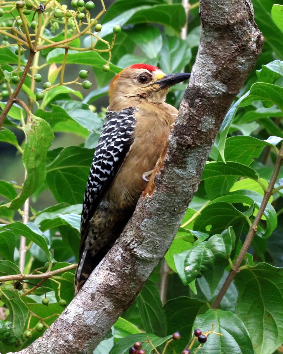 Hoffmann's Woodpecker - ML616769360