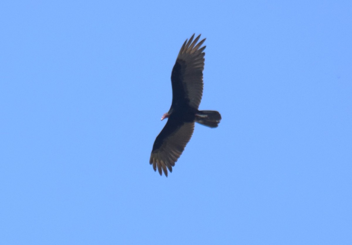 Turkey Vulture - ML616769415
