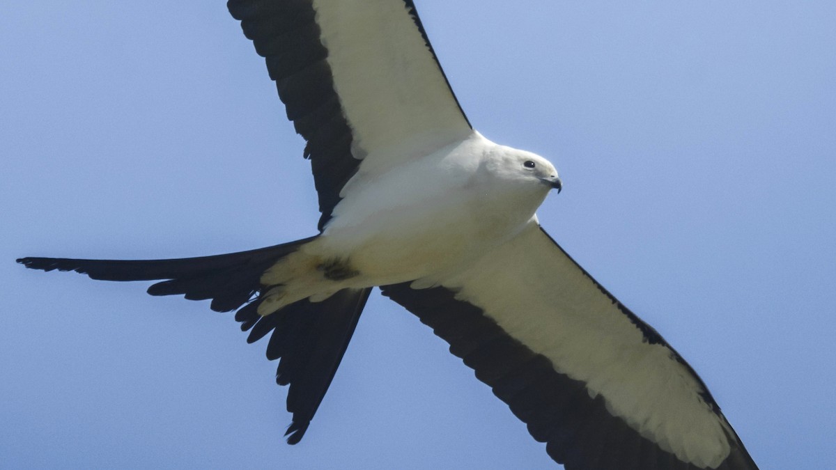 Swallow-tailed Kite - joseph mileyka