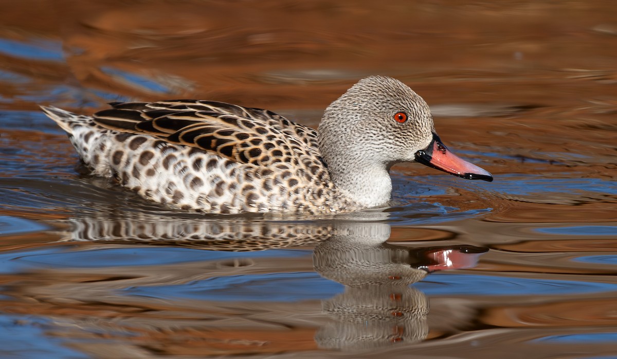 Cape Teal - Neil Wright